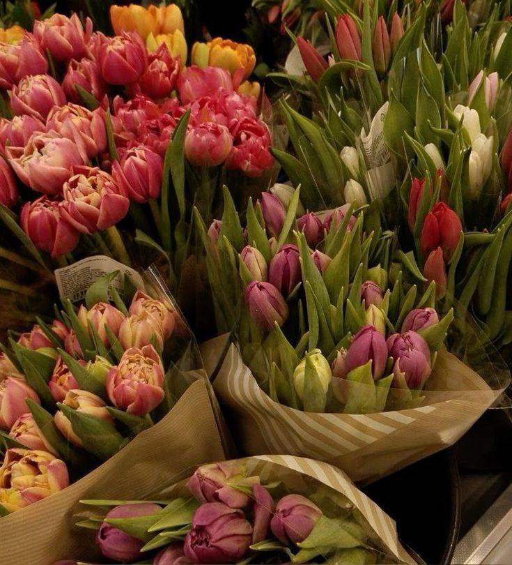 The Abundant Beauty of Money Plants: A Guide to Growing and Caring for Your Potted Companion
